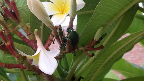 Close-up of insect on flower