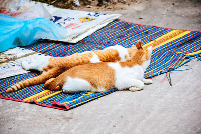 Cat sleeping on carpet