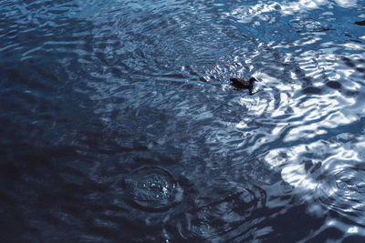 High angle view of turtle swimming in sea