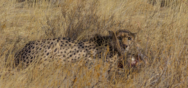 Male cheetah killed a steenbok in erindi, a wild park in namibia