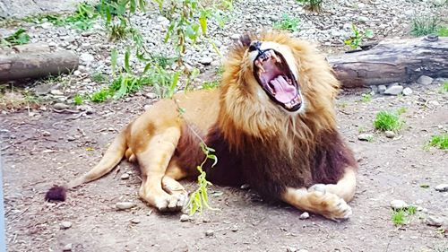 Lion lying down on field