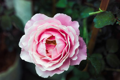 Close-up of pink rose