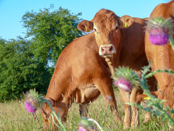 Cows in a field