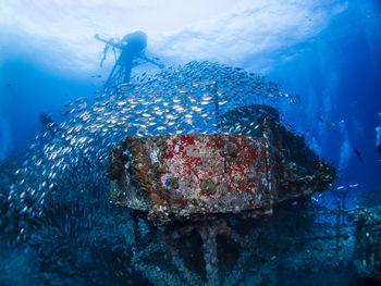 Fish swimming in sea
