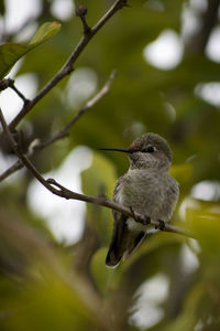 Close-up of bird on branch