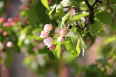 Close-up of pink flowers