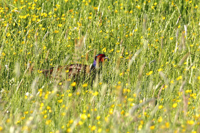 Male pheasant hiding on flowering meadow with yellow buttercup flowers in springtime