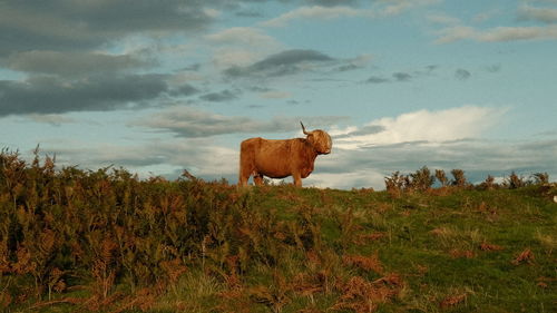 Highland cow standing on field