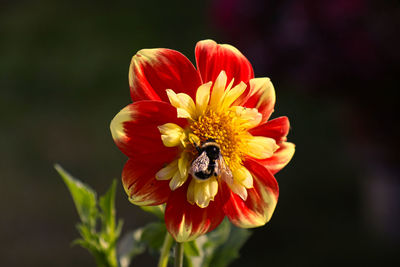 Close-up of bee pollinating flower