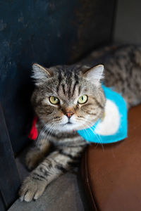 High angle portrait of tabby cat