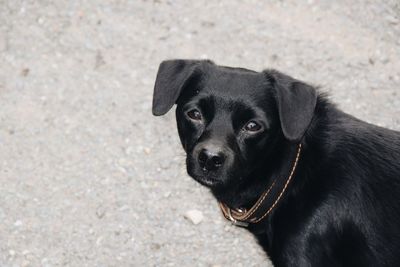 Portrait of black dog in city