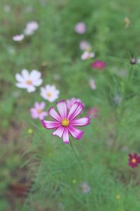 Close-up of pink flowering plants on field