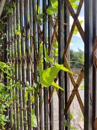 Close-up of bamboo plants