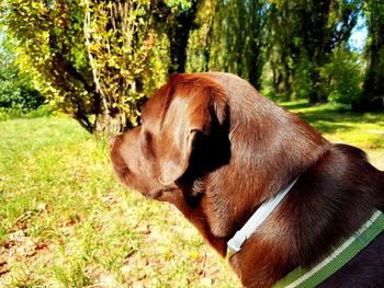 Side view of a dog on field