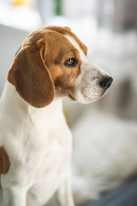 Close-up of dog looking away