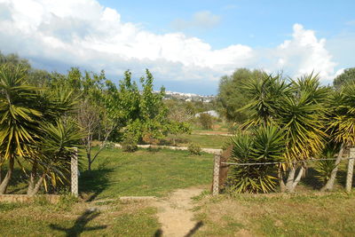 Scenic view of palm trees on field against sky