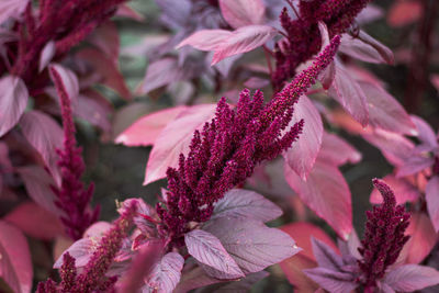 Close-up of plant