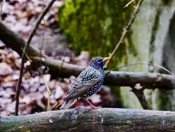 Close-up of bird perching on wood