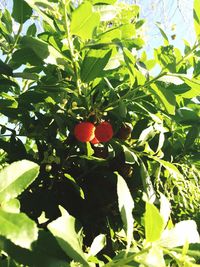 Close-up of red fruit growing on tree