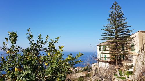 Araucaria heterophylla and orange tree at coast of majorca