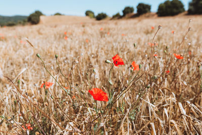 Close-up of red poppy flowers on field