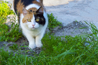 Portrait of a cat on field