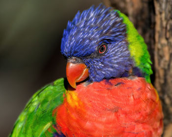 Close-up of parrot perching on leaf