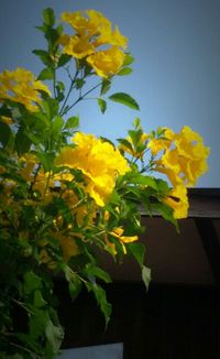 Close-up of yellow flowers