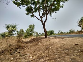Trees on field against clear sky
