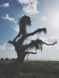 Tree on field against sky