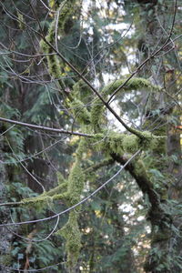Low angle view of trees in forest