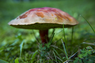 Close-up of fly agaric mushroom