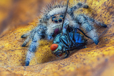 Close-up of spider