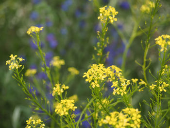 Close-up of yellow flowering plant