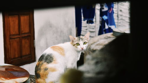 Portrait of cat sitting at home