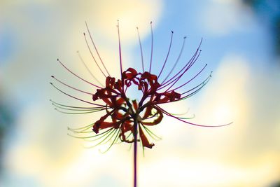 Close-up of flower against sky at sunset