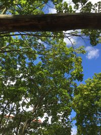 Low angle view of trees against blue sky