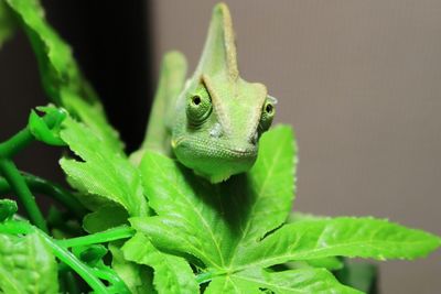 Close-up of chameleon on artificial plant
