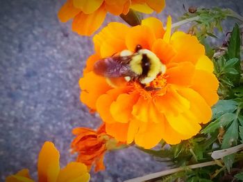 Close-up of bee on yellow flower