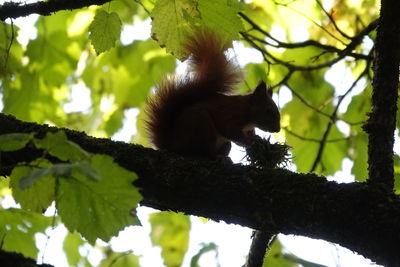 Low angle view of monkey sitting on tree
