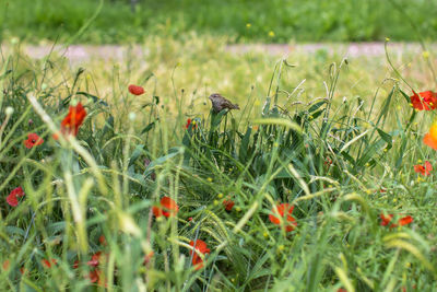 View of flowering plants on land