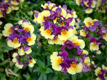 Close-up of fresh purple flowers blooming in garden