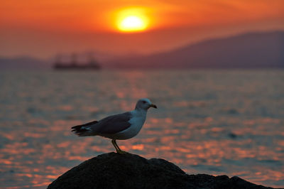 Seagull perching on rock against sky during sunset