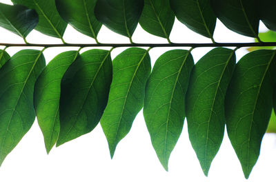 Close-up of fresh green leaves against sky