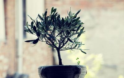 Close-up of plant against blurred background