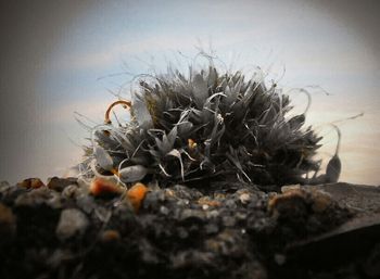 Close-up of plant