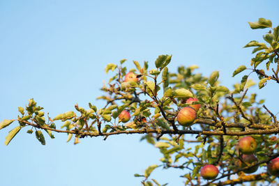 Bright red apples on the spreading branch of the old apple tree. 