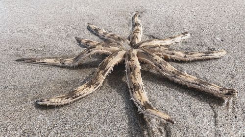High angle view of crab on sand