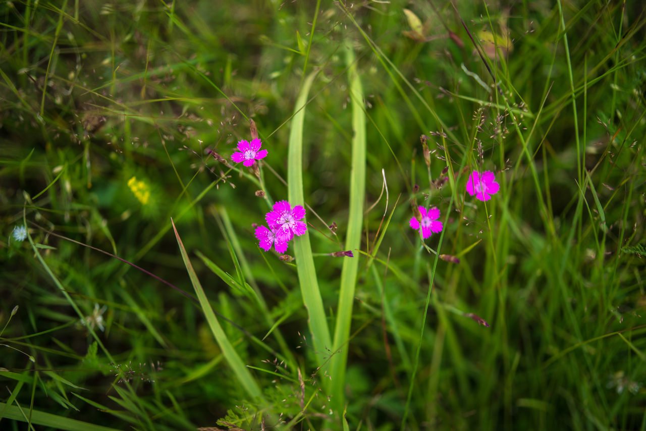 Meadow grasses