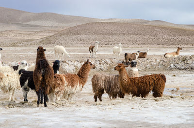Alpacas in desert against sky